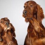 赏金女王的心理素质:面对压力与挑战 16fny4