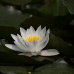 赏金女王的心理战术:如何在竞争中占据优势 ble57rwkcv